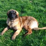 Gundi (Adelgunde Magic), Blaues Halsband